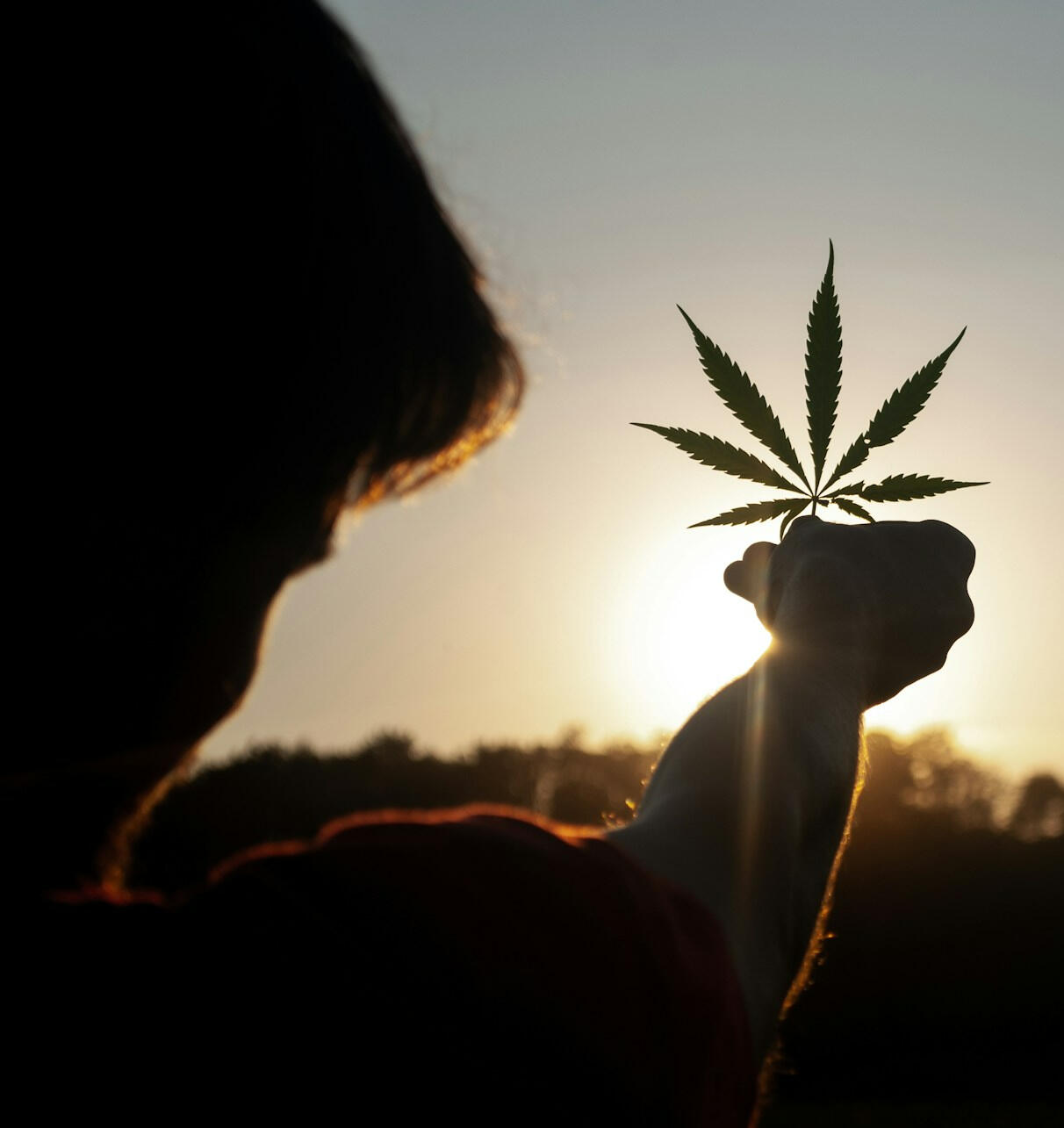 Foto de Hannah Busing na Unsplash. cannabis medicinal e acolhimento